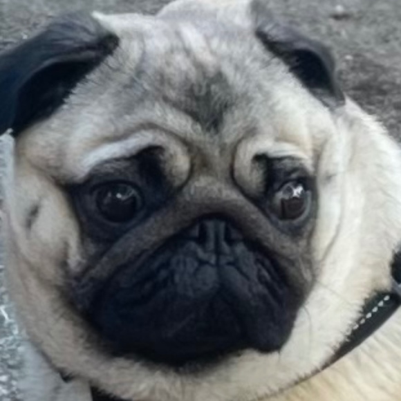 Meet your Posher, Kristen - Picture 1 of 1